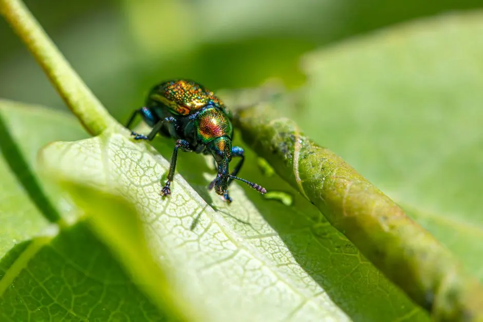 Commercial pest control