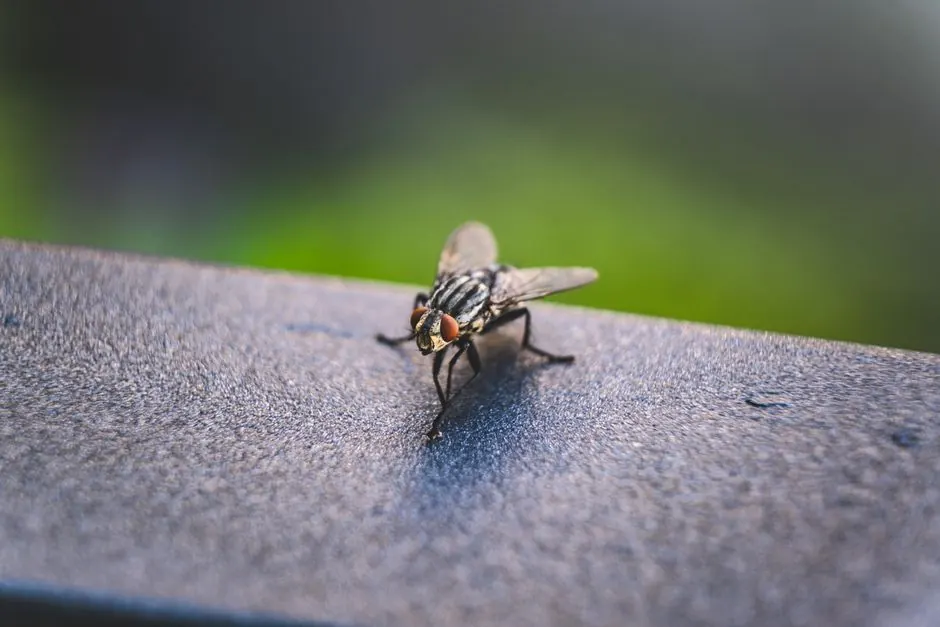 Bed bug experience you can check