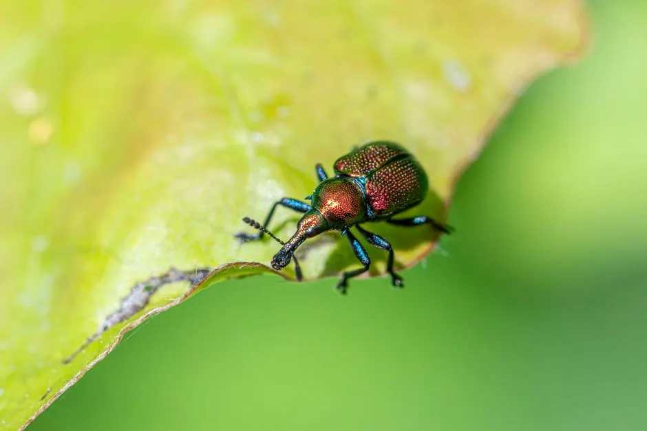 Licensed Applicators Who Know Arizona Pests