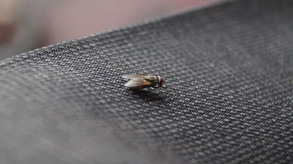 Local Roach Control Experience You Can Verify
