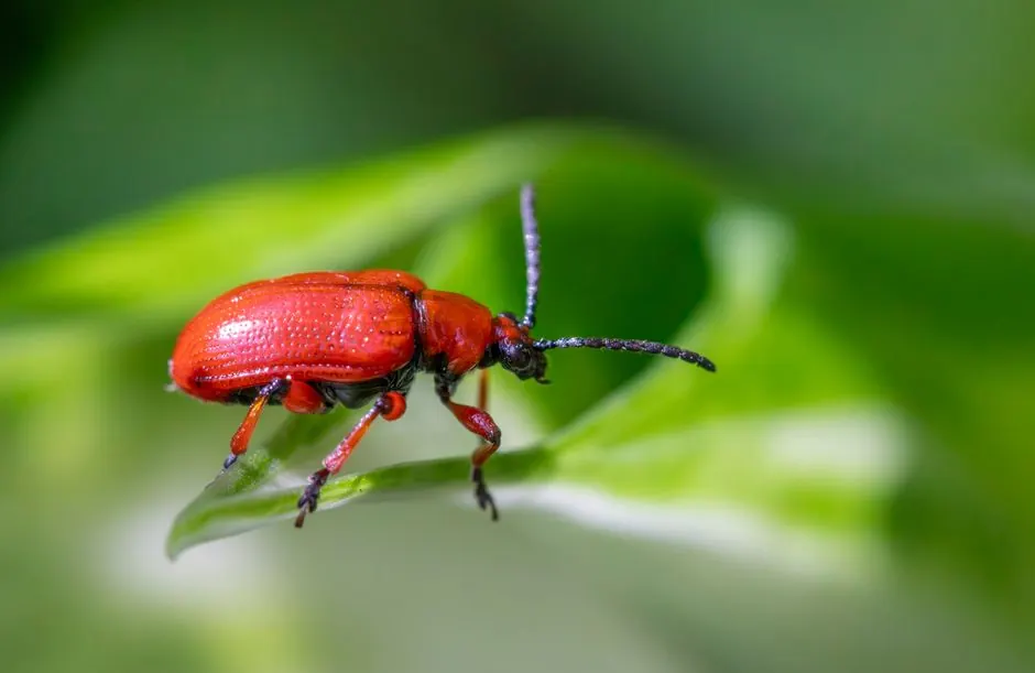 Commercial pest control
