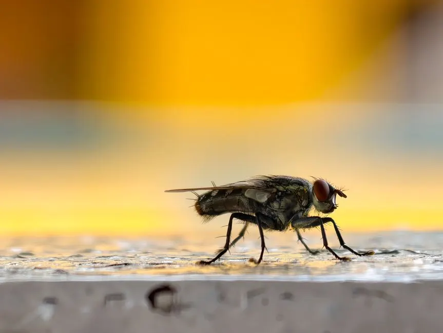 Residential pest control