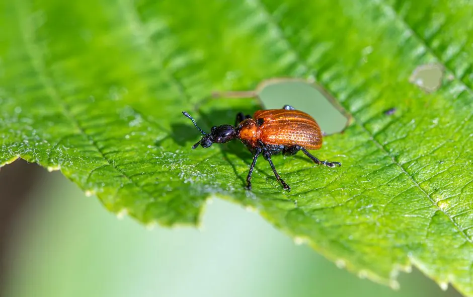 Why Phoenix Homeowners Choose Our Roach Work
