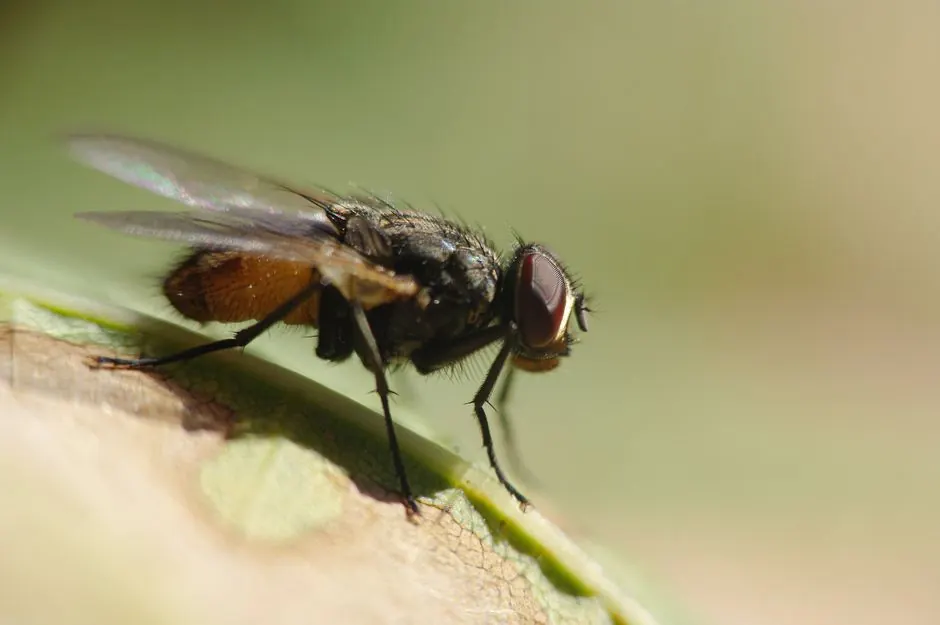 Why Phoenix Homeowners Choose Our Termite Work