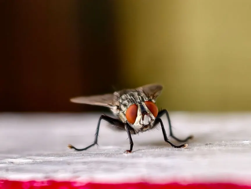 Why Phoenix Homeowners Choose Structural Pest Proofing